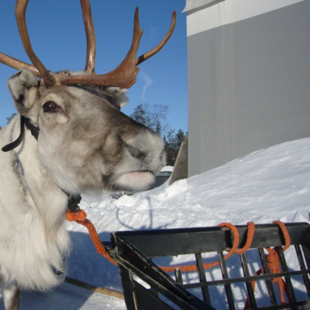 Slēpošana Lapzemē